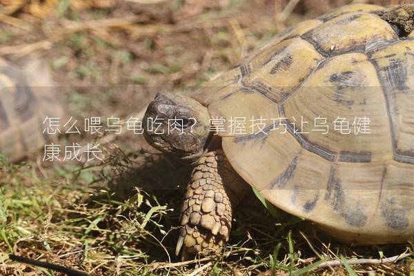 怎么喂乌龟吃肉？掌握技巧让乌龟健康成长