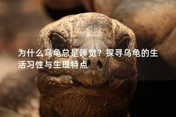 为什么乌龟总是睡觉？探寻乌龟的生活习性与生理特点