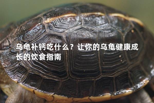 乌龟补钙吃什么？让你的乌龟健康成长的饮食指南