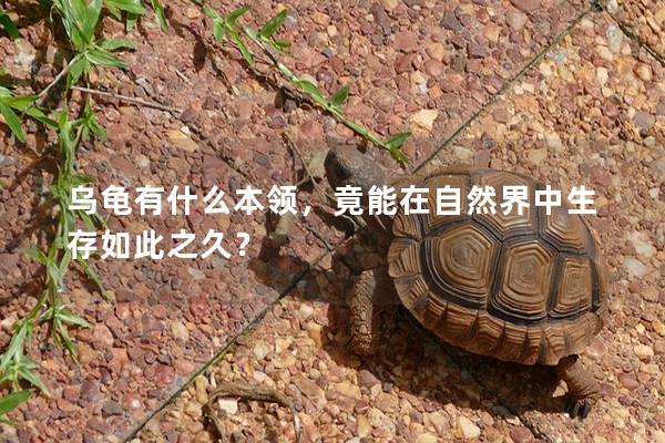 乌龟有什么本领，竟能在自然界中生存如此之久？
