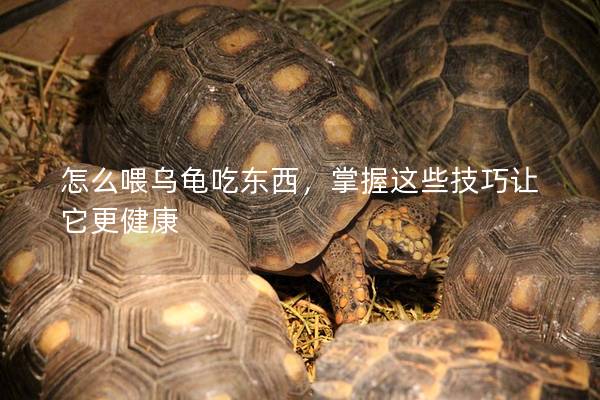 怎么喂乌龟吃东西，掌握这些技巧让它更健康