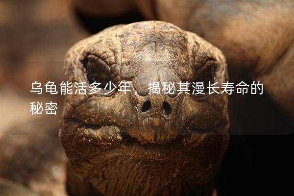 乌龟能活多少年，揭秘其漫长寿命的秘密