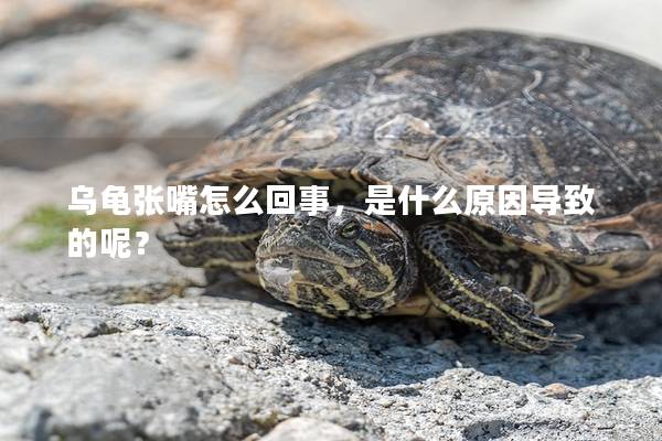 乌龟张嘴怎么回事，是什么原因导致的呢？
