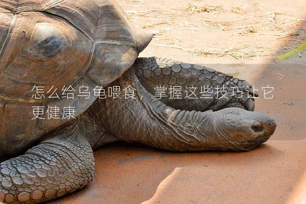 怎么给乌龟喂食，掌握这些技巧让它更健康
