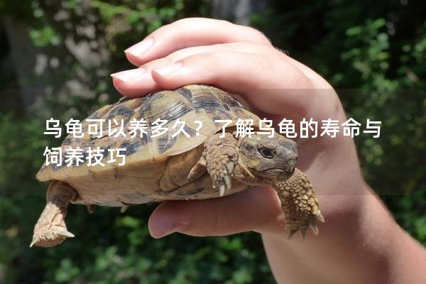 乌龟可以养多久？了解乌龟的寿命与饲养技巧