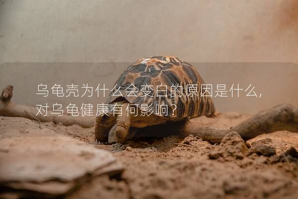 乌龟壳为什么会变白的原因是什么,对乌龟健康有何影响？