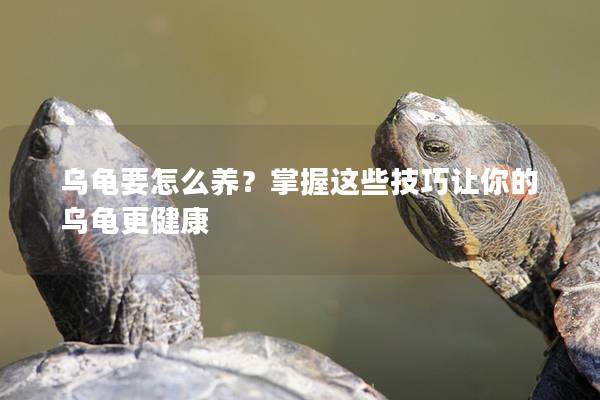乌龟要怎么养？掌握这些技巧让你的乌龟更健康