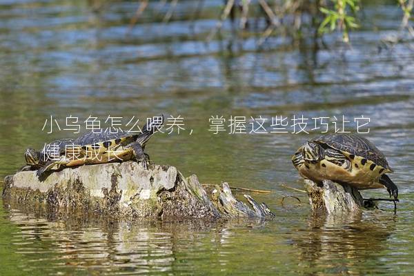 小乌龟怎么喂养，掌握这些技巧让它健康成长