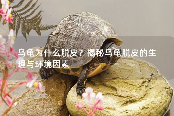 乌龟为什么脱皮？揭秘乌龟脱皮的生理与环境因素