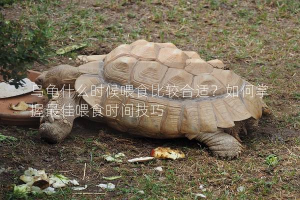 乌龟什么时候喂食比较合适？如何掌握最佳喂食时间技巧