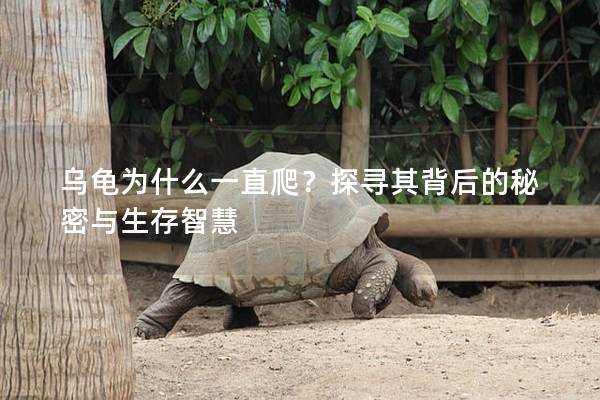 乌龟为什么一直爬？探寻其背后的秘密与生存智慧
