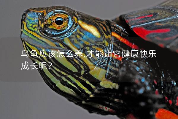 乌龟应该怎么养,才能让它健康快乐成长呢？