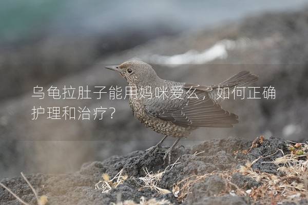乌龟拉肚子能用妈咪爱么，如何正确护理和治疗？