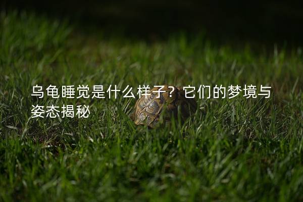 乌龟睡觉是什么样子？它们的梦境与姿态揭秘