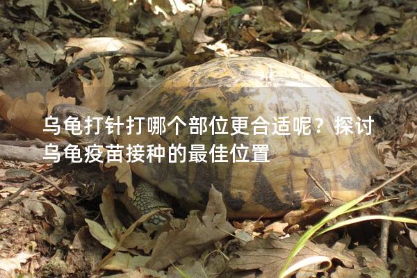 乌龟打针打哪个部位更合适呢？探讨乌龟疫苗接种的最佳位置
