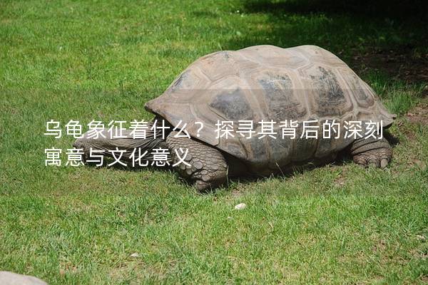 乌龟象征着什么？探寻其背后的深刻寓意与文化意义