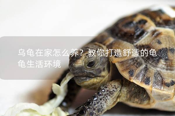 乌龟在家怎么养？教你打造舒适的龟龟生活环境