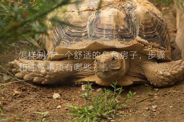 怎样制作一个舒适的乌龟房子，步骤和注意事项有哪些？