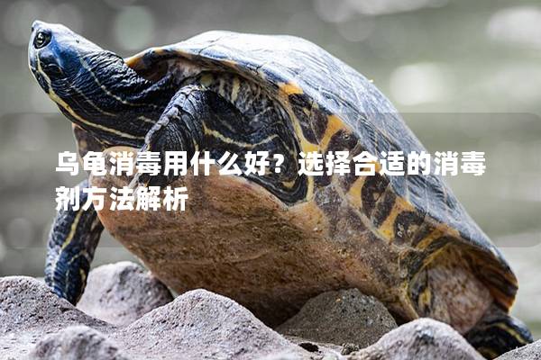 乌龟消毒用什么好？选择合适的消毒剂方法解析