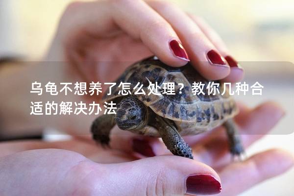 乌龟不想养了怎么处理？教你几种合适的解决办法