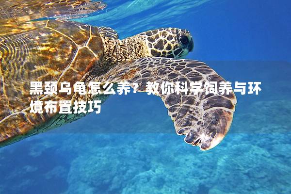 黑颈乌龟怎么养？教你科学饲养与环境布置技巧