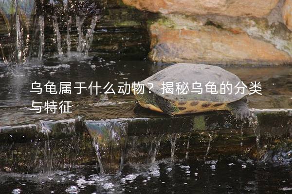 乌龟属于什么动物？揭秘乌龟的分类与特征