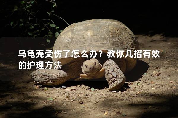 乌龟壳受伤了怎么办？教你几招有效的护理方法