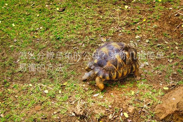 怎么分辨乌龟的公母？教你几招简单易懂的方法