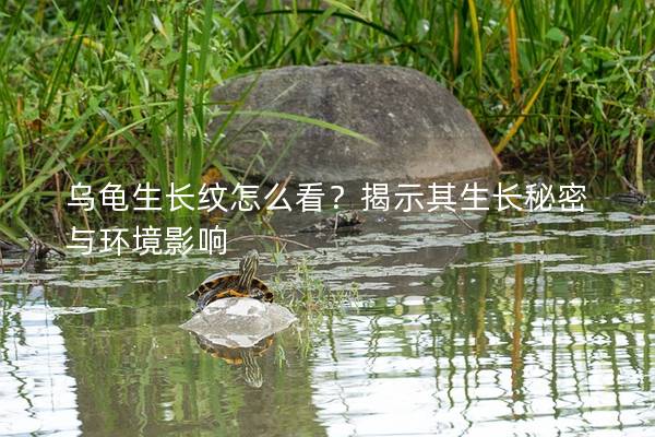 乌龟生长纹怎么看？揭示其生长秘密与环境影响