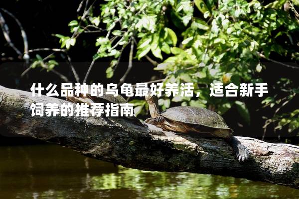什么品种的乌龟最好养活，适合新手饲养的推荐指南