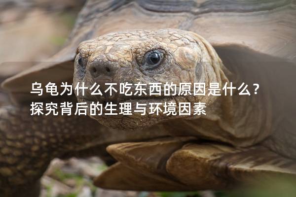 乌龟为什么不吃东西的原因是什么？探究背后的生理与环境因素