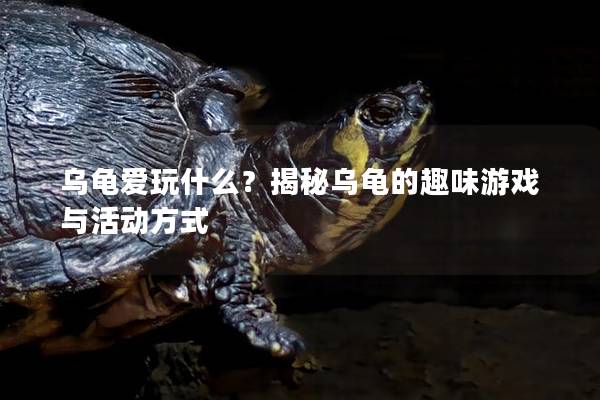 乌龟爱玩什么？揭秘乌龟的趣味游戏与活动方式