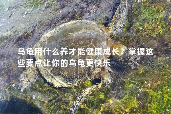 乌龟用什么养才能健康成长？掌握这些要点让你的乌龟更快乐