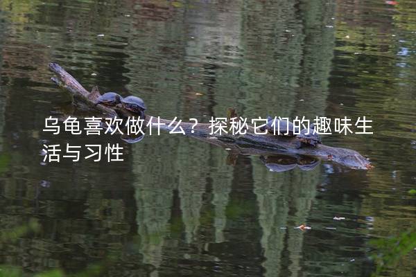 乌龟喜欢做什么？探秘它们的趣味生活与习性