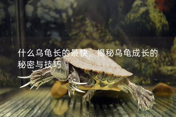 什么乌龟长的最快，揭秘乌龟成长的秘密与技巧
