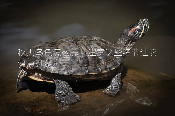 秋天乌龟怎么养，注意这些细节让它健康过冬