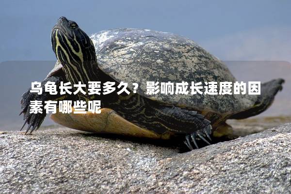 乌龟长大要多久？影响成长速度的因素有哪些呢