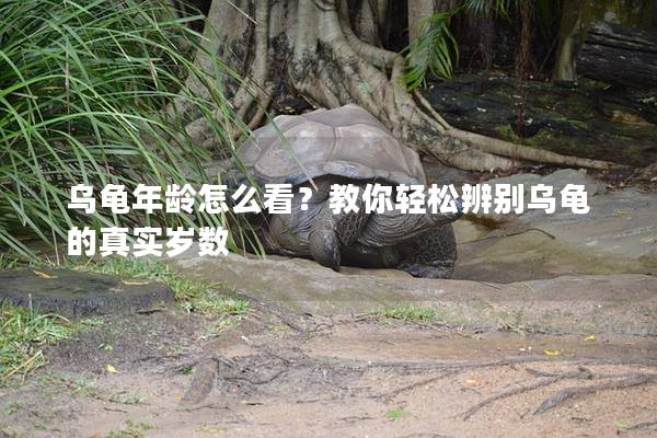 乌龟年龄怎么看？教你轻松辨别乌龟的真实岁数
