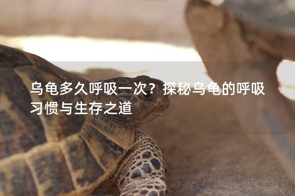 乌龟多久呼吸一次？探秘乌龟的呼吸习惯与生存之道