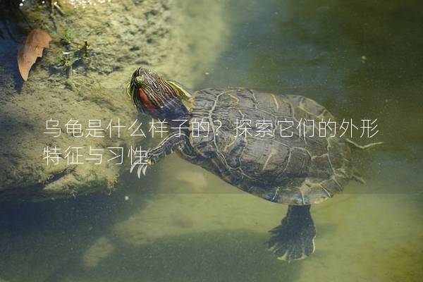 乌龟是什么样子的？探索它们的外形特征与习性