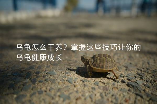 乌龟怎么干养？掌握这些技巧让你的乌龟健康成长
