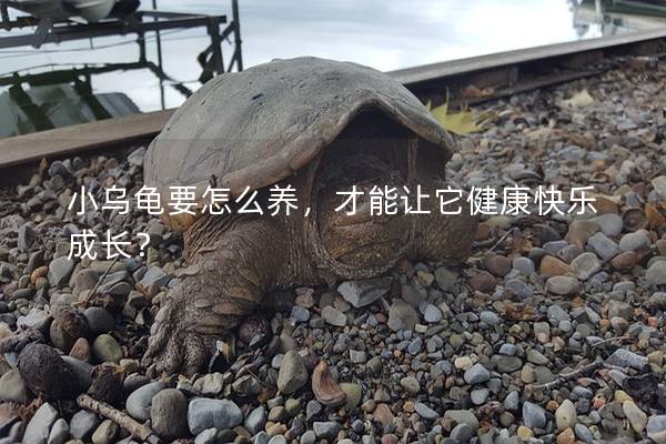 小乌龟要怎么养，才能让它健康快乐成长？