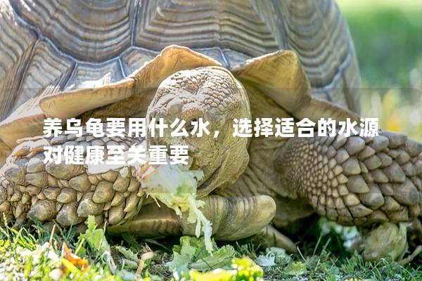 养乌龟要用什么水，选择适合的水源对健康至关重要