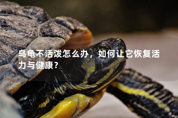 乌龟不活泼怎么办，如何让它恢复活力与健康？