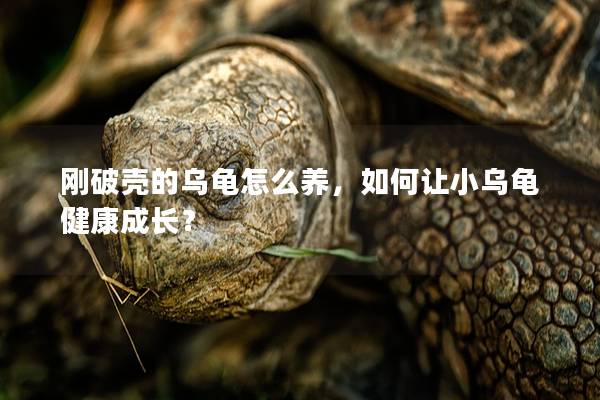 刚破壳的乌龟怎么养，如何让小乌龟健康成长？