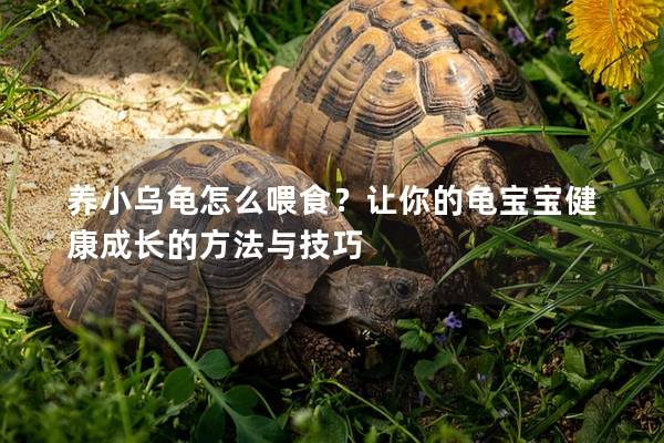 养小乌龟怎么喂食？让你的龟宝宝健康成长的方法与技巧