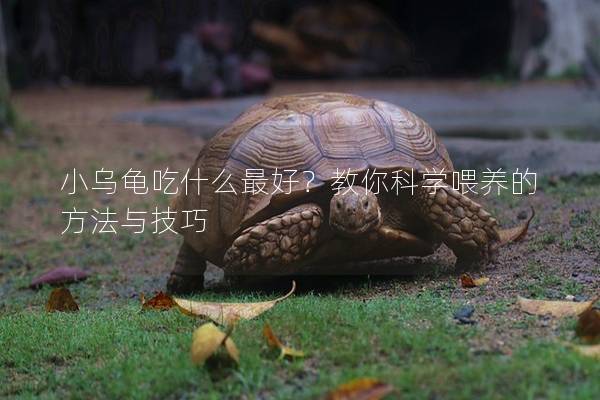 小乌龟吃什么最好？教你科学喂养的方法与技巧