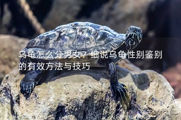 乌龟怎么分男女？细说乌龟性别鉴别的有效方法与技巧