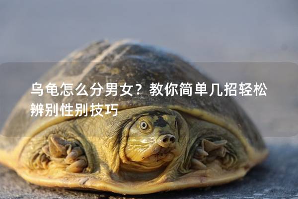 乌龟怎么分男女？教你简单几招轻松辨别性别技巧