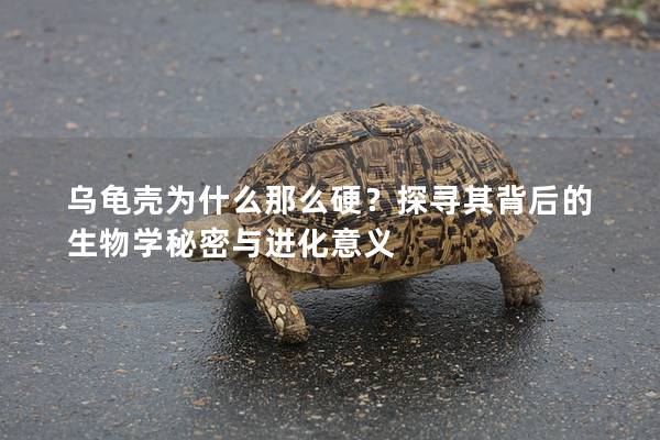 乌龟壳为什么那么硬？探寻其背后的生物学秘密与进化意义